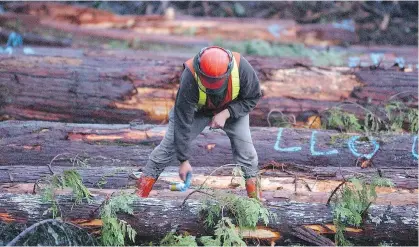  ?? NICK PROCAYLO/FILES ?? Last year, the Ahousaht First Nation in Clayoquot Sound declared a moratorium on industrial logging in their territory. More than 9,000 hectares of old-growth rainforest are still being cut every year on Vancouver Island.