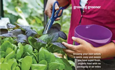  ?? ?? Growing your own salads is quick, easy and means you have super-fresh, organic food with no packaging or air miles