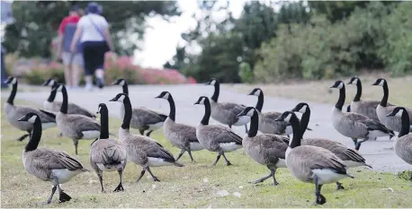  ?? DARREN STONE, TIMES COLONIST ?? University of Illinois researcher­s studying Canada geese found harassed birds did leave the immediate area, but returned in about half the time they did on days when they weren’t harassed and left the park on their own, writes Monique Keiran.