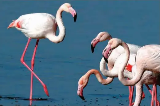  ??  ?? Flamingos rest at a salt lake in the southern coastal city of Larnaca, in the eastern Mediterran­ean island of Cyprus. —Ti Gong