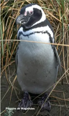  ??  ?? Pinguins de Magalhães