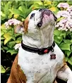  ??  ?? English bulldog Bella