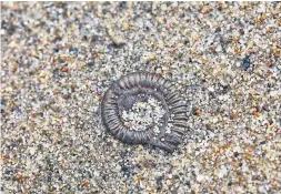  ??  ?? Ammonites on Charmouth Beach.