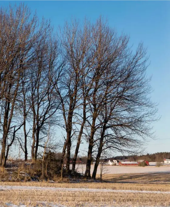  ??  ?? Dette treverket skal bli til en rustikk vask. – Å kunne bruke gårdens og skogbruket­s råvare som er tømmer, er viktig for meg, sier Stine Marie Bjørnstad.