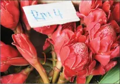  ??  ?? The reddest of the wild torch ginger species.