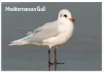  ??  ?? Mediterran­ean Gull