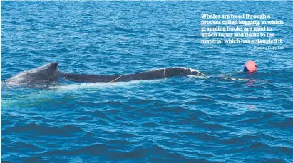  ?? Photo / Supplied ?? Whales are freed through a process called kegging, in which grappling hooks are used to attach ropes and floats to the material which has entangled it.