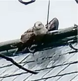  ?? CAPE ANN WILDLIFE ?? Lynn firefighte­rs used a bucket truck to rescue this juvenile herring gull with a wing impaled on a lightning rod on the roof of St. Pius V church.