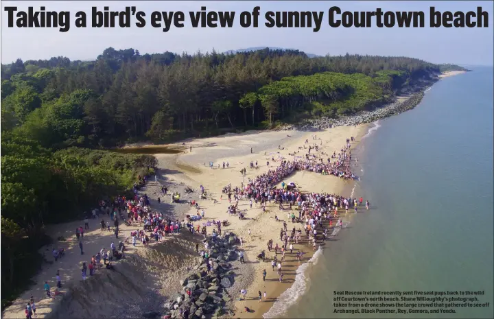  ??  ?? Seal Rescue Ireland recently sent five seal pups back to the wild off Courtown’s north beach. Shane Willoughby’s photograph, taken from a drone shows the large crowd that gathered to see off Archangel, Black Panther, Rey, Gamora, and Yondu.