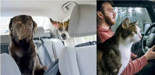  ??  ?? Above: Gry n (left) and Zak settle in to the backseat, while Gunner the cat keeps Nik company in the front seat.