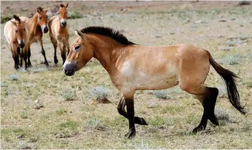  ?? (AP Photo/Petr David Josek, File) ?? This photo taken in 2011 shows four Przewalski's Horses after being released at the Khomiin Tal reservatio­n in Western Mongolia. Archaeolog­ists have identified the earliest direct evidence for horseback riding – an innovation that would transform human history – in 5,000 year old skeletons in central Europe.