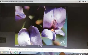  ?? (Photo M.-C. A.) ?? Sur son écran d’ordinateur, un petit miracle de beauté : suivre en direct (ou presque) la floraison des fleurs du jardin botanique de la Villa Thuret.