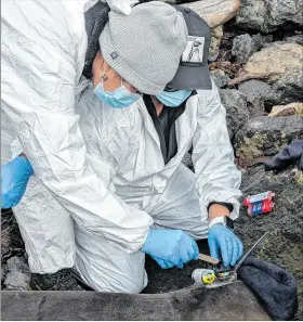  ?? ?? Acto. Investigad­ores chilenos montan un transmisor satelital en una foca