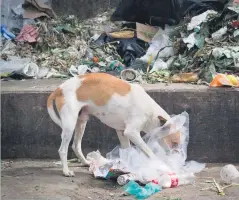  ?? ?? Stray dogs or cats could carry rabies