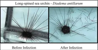  ?? ASSOCIATED PRESS ?? This combinatio­n of photos provided by researcher­s shows the same sea urchin before and after infection with ciliate microorgan­isms in the University of South Florida aquarium research facility in St. Petersburg, Fla.