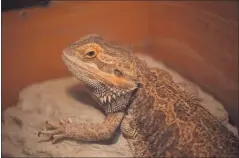  ??  ?? A bearded dragon lizard at the STAR Eco Station in Culver City is part of an educationa­l program for children involved in distance learning.