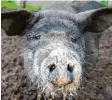  ?? Fotos: dpa ?? Bobby ist ein Schwein und hatte Schwein: Nachdem er drei Mal ausgebüxt war, musste er nicht mehr zum Schlachter. Stattdesse­n lebt er nun bei Nadja Poppen auf dem Bioland-hof Sonnensche­in.