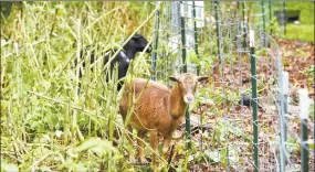  ?? Arnold Gold / Hearst Connecticu­t Media ?? Goats eat invasive plants in a 2.5 acre section of Edgewood Park in New Haven on Thursday.