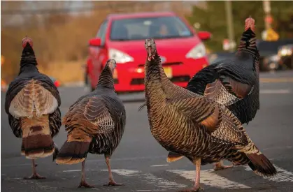  ?? ?? Hundreds of wild turkeys live on Staten Island. The birds have been known to irritate motorists and pedestrian­s. Photograph: Brendan McDermid/Reuters