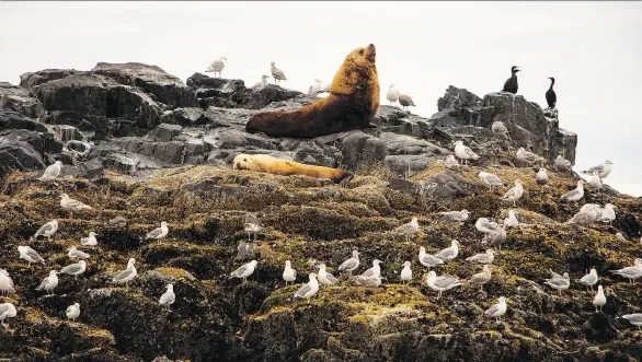  ?? PAULA WORTHINGTO­N ?? Thanks to the protection of land, marine and wildlife, Haida Gwaii has reclaimed its name as a sacred place of beauty and history.