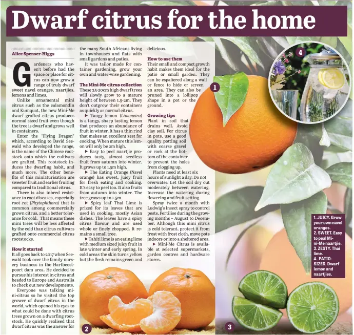  ?? ?? 2 3
1. JUICY. Grow your own navel oranges.
2. SWEET. Easy to peal Mini-Me naartjie.
3. ZESTY. Thai lime.
4. PATIOSIZED. Dwarf lemon and naartjies.