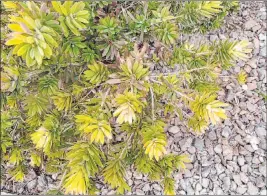  ?? Bob Morris ?? This dwarf bottlebrus­h is yellowing because of cold damage to the leaves and a lack of available iron.