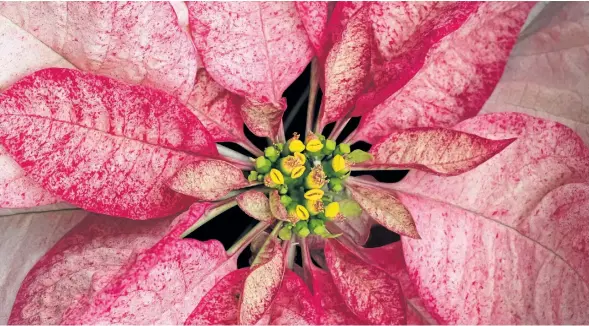  ?? PHOTOS BY THERESA FORTE/SPECIAL TO THE STANDARD ?? Look deep into the centre of a poinsettia to see its true yellow flowers, known as cyathia.