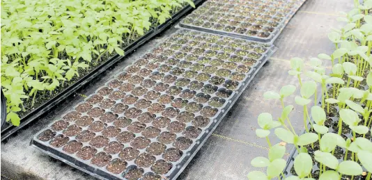  ?? ?? Showcase of pepper seedlings from Lewiscotch Seedlings, located in Highgate, St Mary.