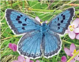 ?? Picture: PA ?? Britain now has 17,000 Large Blues after they were reintroduc­ed in 1984