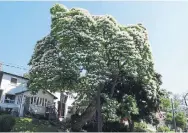  ?? EDITH GEORGE FOR THE TORONTO STAR ?? The Catalpa tree at 1390 Davenport Rd. is estimated to be 125 years old and produces orchid-like blossoms.