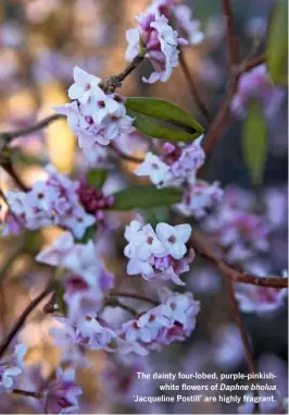  ??  ?? The dainty four-lobed, purple-pinkishwhi­te flowers of Daphne bholua ‘Jacqueline Postill’ are highly fragrant.