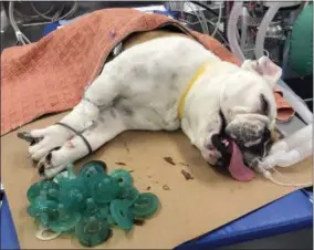  ?? ROB HALPIN - ASSOCIATED PRESS ?? A bulldog named Mortimer rests while sedated on an operating room table after 19 pacifiers were removed from his stomach at the MSPCA’s Angell Animal Medical Center in Boston.