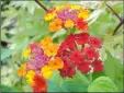  ??  ?? Lantana camara is known locally as Bunga Tahi Ayam.