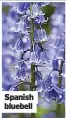  ??  ?? English bluebell
Spanish bluebell