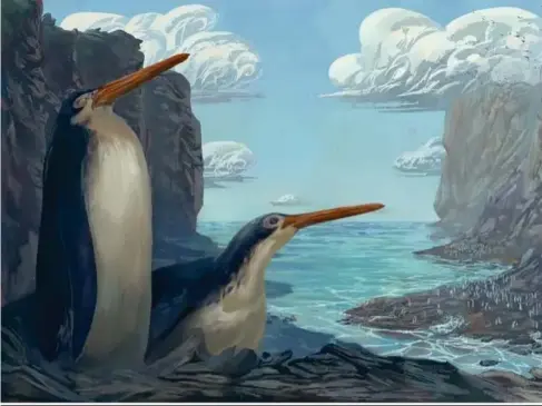  ?? (Simone Giovanardi) ?? An artist’s impression of the waewaeroa, or ‘l ong -l egged’ penguin