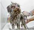  ??  ?? Ist der Hund sehr schmutzig, führt an der Dusche oft kein Weg vorbei.