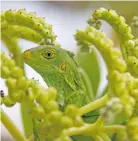  ??  ?? Fiji Crested Iguana “Brachyloph­usVitiensi­s”was found at Likuliku Lagoon Resort.