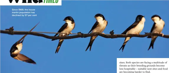  ?? ?? Since 1969, the house martin population has declined by 57 per cent