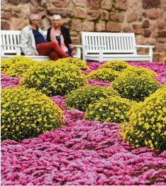  ?? Foto: Patrick Seeger, dpa ?? Chrysanthe­men sind Herbstblüh­er, die oft bis in den November hinein für leuchtende Farben im Garten sorgen.