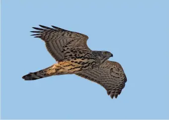  ?? ?? THIRTEEN: Northern Goshawk (Helsinki, Finland, 26 January 2006). This flying juvenile Northern Goshawk is showing its streaked underparts to perfection – note also the slightly ochre hues below. Just as obvious, however, is its powerful structure: a prominent head, broad body, pointed wing-tip and broadbased tail with rounded tip.