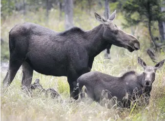  ?? JIM COLE / THE CANADIAN PRESS FILES ?? A federal program to help Mi’kmaq hunters cull moose at Cape Breton Highlands National Park, to help limit damage to the park’s vulnerable forest, has come under criticism as not cost-effective.