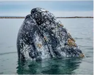  ??  ?? A California gray whale harbouring clusters of barnacles on its head