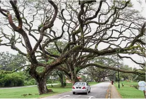  ??  ?? Natural beauty: Many have fond memories of the rain trees in Taiping.