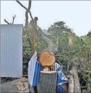  ??  ?? Chopped down trees in Aarey Colony in Mumbai on October 7. HT FILE