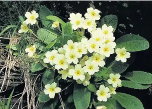  ??  ?? ●●Primroses