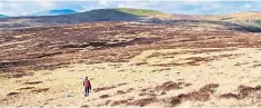  ??  ?? A view of the Lake District’s Miller Moss from Great Lingy in the Caldbeck Fells