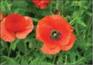  ??  ?? Red poppies are garden stars often found in wildflower mixtures.