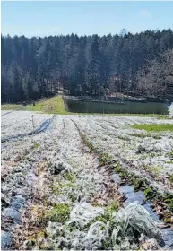  ?? BILD: SN/PRIVAT ?? Erdbeeren auf Dammkultur nach der Frostschut­zberegnung.