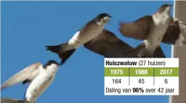  ?? FOTO HBVL ?? Jacky verzamelde zelf cijfers over de zwaluwpopu­latie in Bocholt.