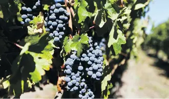  ?? PHOTOS: ESTEBAN FELIX/THE ASSOCIATED PRESS ?? Tourists bring in crates of grapes during their tour of Viu Manent vineyard. Chile has been making wine since the mid-1500s, when Spanish settlers brought the first vines, and has become known for producing reliable and affordable wines.